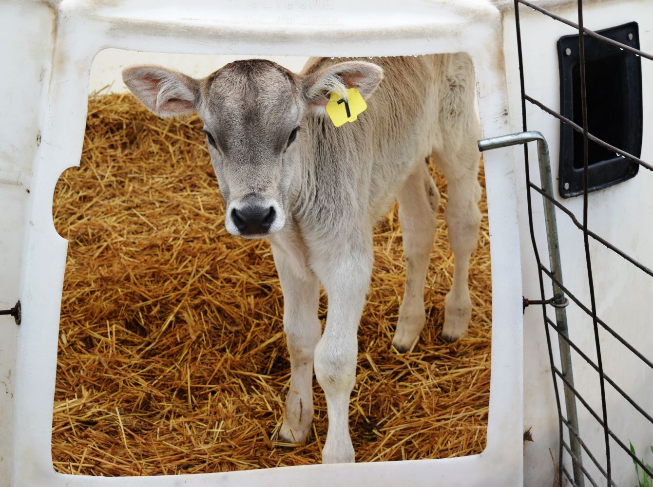 Cute calf too
